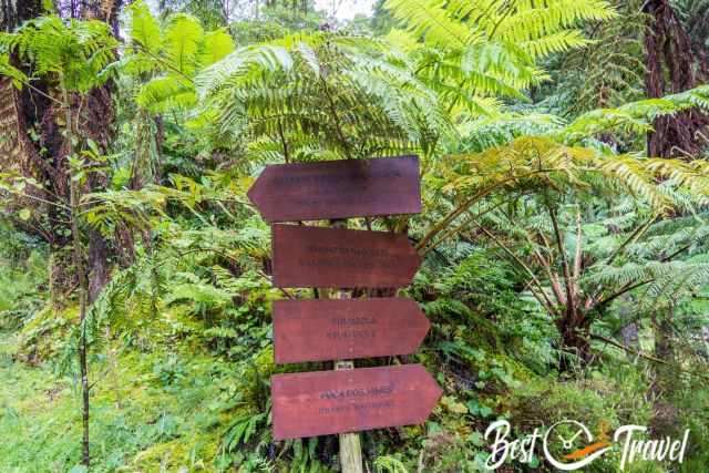 Wooden trail sign surrounded by dense tree ferns and lush rainforest at Caldeira Velha, showing directions to fumaroles, springs, and nearby pools.