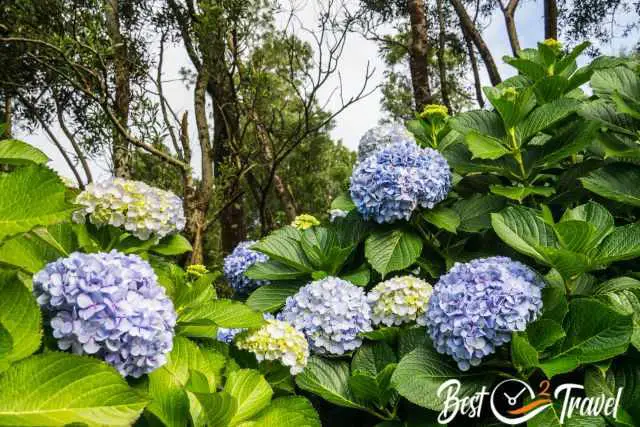 Blue hydrangea are everywhere in the Azopres