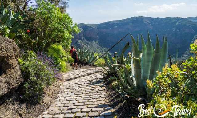 The lush green flora of Bandama