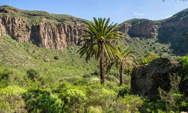 Palm trees inside the caldera