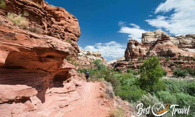 The trail to Calf Creek Falls on reddish Navajo sand