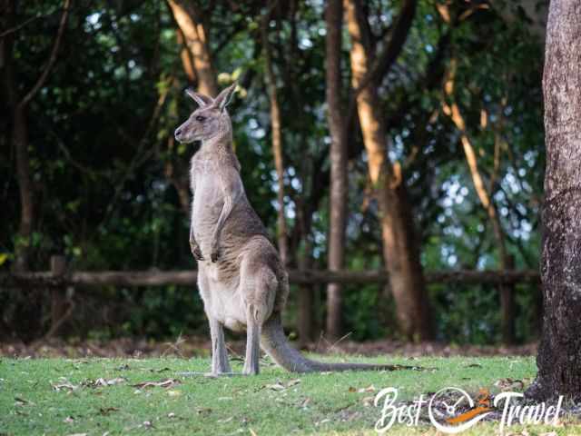 A standing kangaroo on grass.