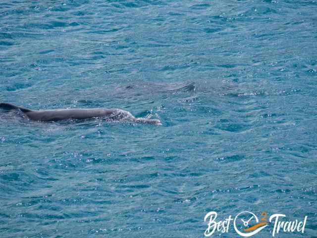 Two dolphins close to the shore.