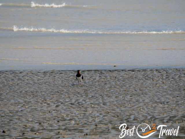 An Australian Oystercatcher on the sand.