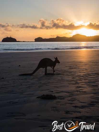 A kangaroo on the beach at sunrise.