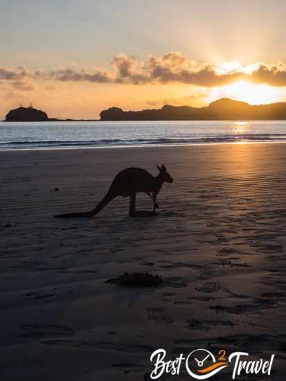 A kangaroo on the beach at sunrise.