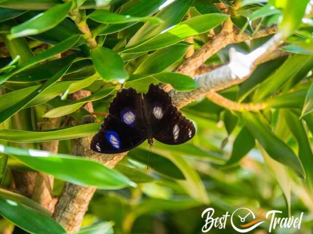 A black with white and blue dots.