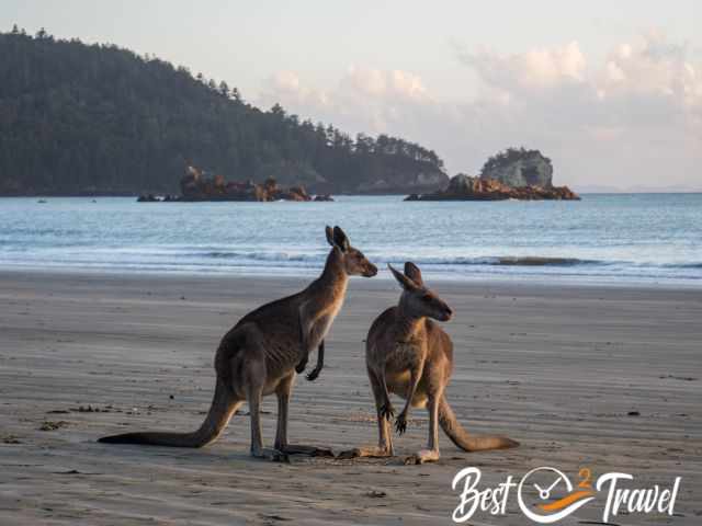 Two kangaroos on the beach shortly after sunrise