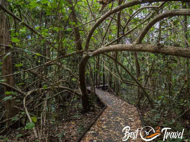 A boardwalk through a mangrove jungle.