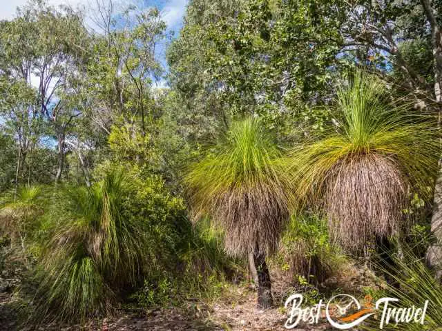 Xanthorrhoea in drier sections of the walk.