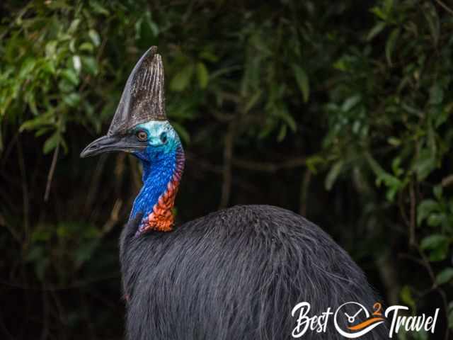 A Cassowary close.