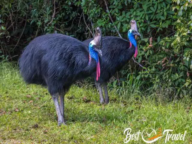 A Cassowary Couple