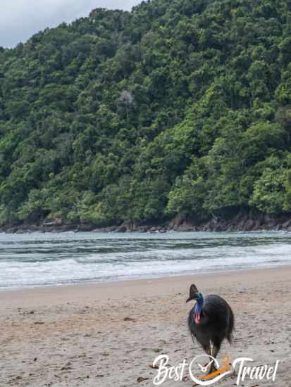 A Cassowary at the beach.