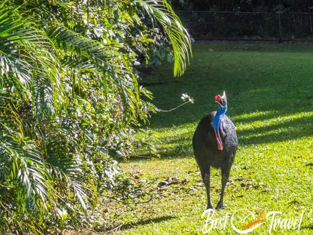 A young Cassowary on a huge grass field