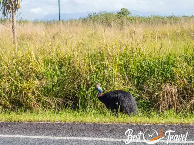 A Cassowary walking along a sugar cane plantation.