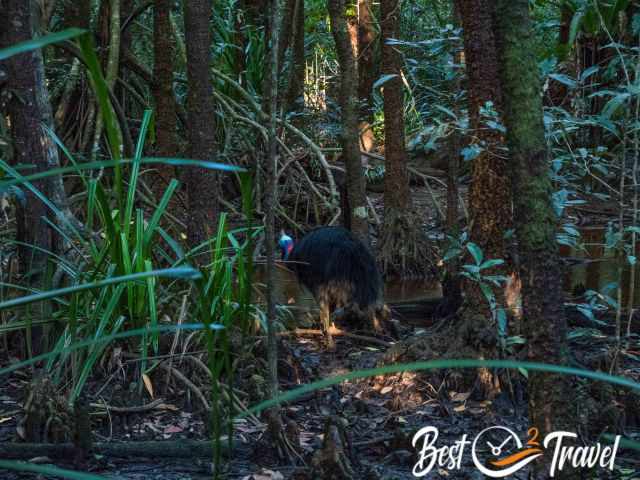 A Cassowary in the lush rainforest