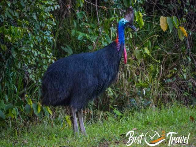 A big male at the edge of the forest.