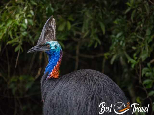 The face of a Cassowary up close.