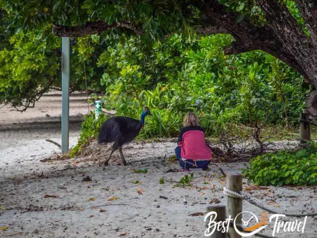 A woman squatting in front of a Cassowary.