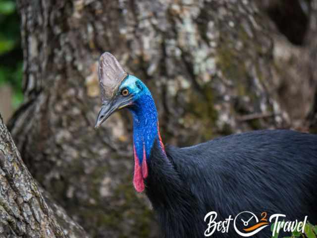 The colourful face of a Cassowary up close.