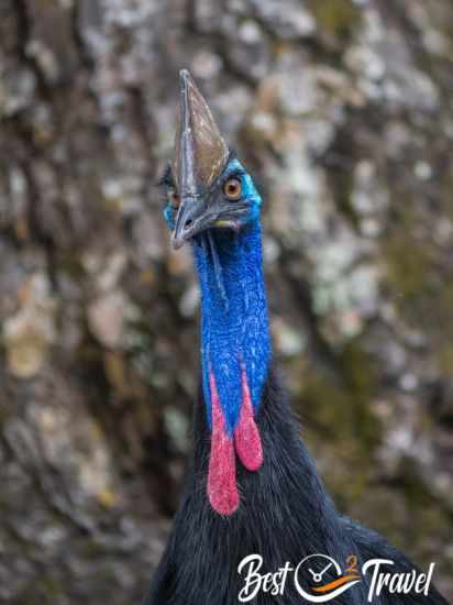 The frontal face of a Cassowary