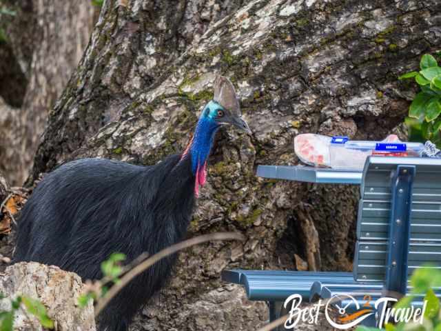 A Cassowary next to a table packed with fruits and bread.