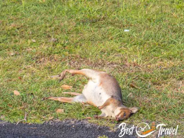 A dead kangaroo on the shoulder of the road.