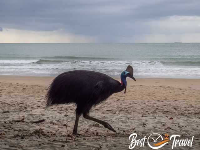 A Cassowary at the beach