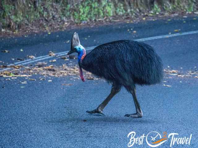 A Cassowary crossing the road.