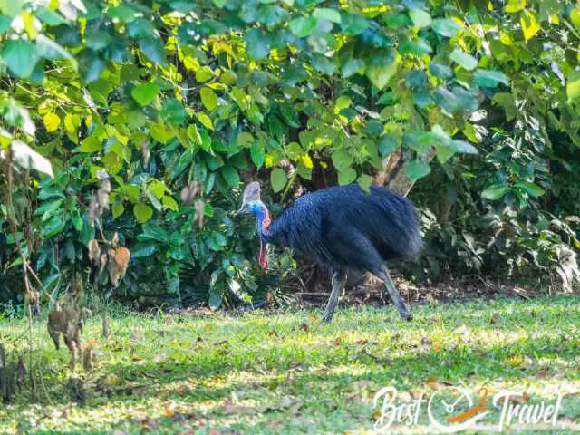 A Cassowary on a grass field.