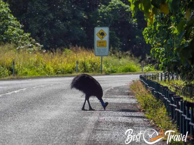 A Cassowary picking something from the road.