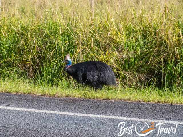 A Cassowary in front of a sugar cane plantation.