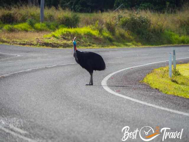 A Cassowary in the middle of the road