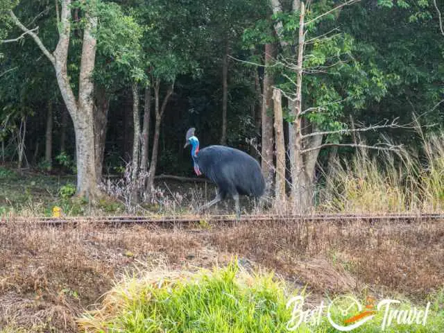 A Cassowary in the open landscape.