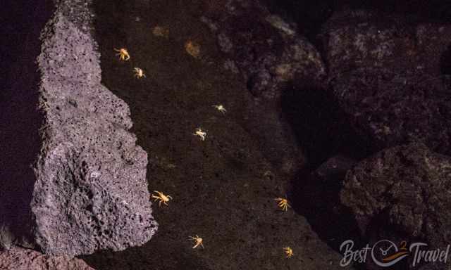 White albino crabs in Jameos del Agua