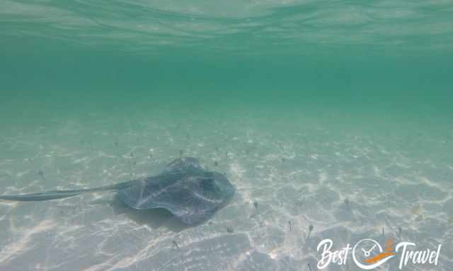 A stingray in the lagoon
