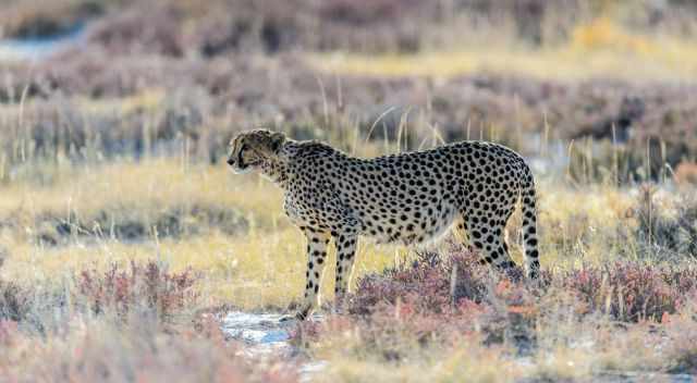 Cheetah looking for prey