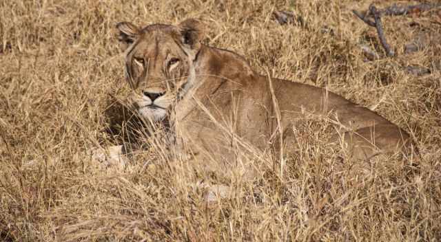 Chobe lioness in the high grass