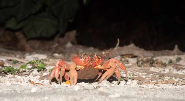 Female crab with eggs