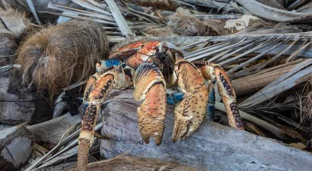 Robber Crab or Palm Thief