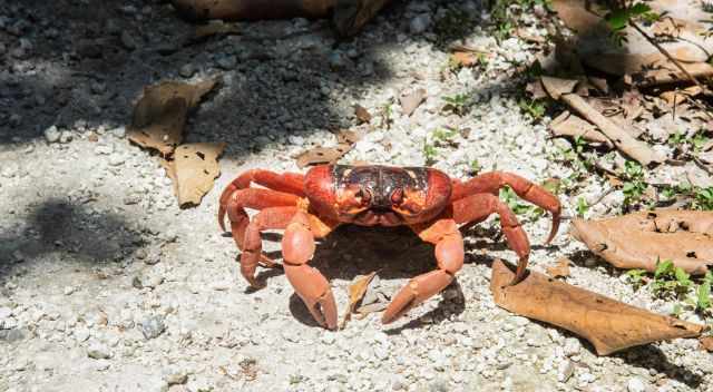 Red Crab