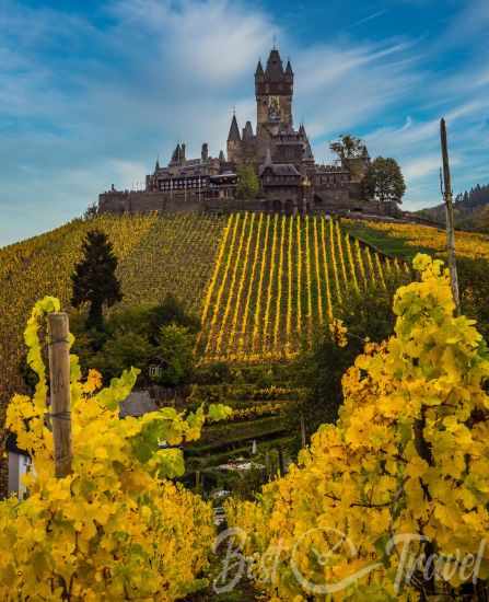 The fall foliage in yellow and orange in the grapevines in front of Cochem Castle