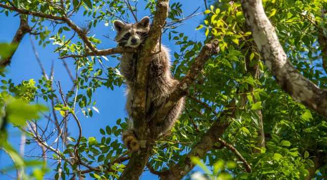Raccoon in the tree top