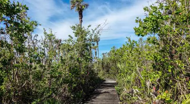 Boardwalk Trail through lush vegetation