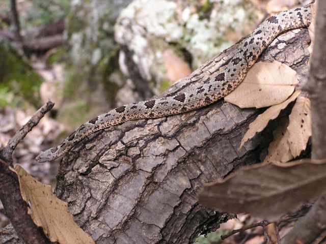 A venemous snake in Copper Canyon