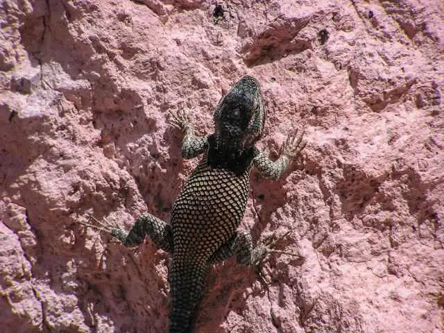 A lizard in the canyon