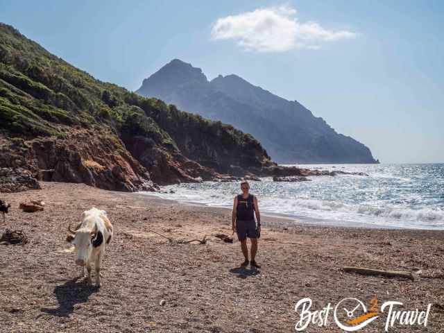 Cows at Plage de Tuara.