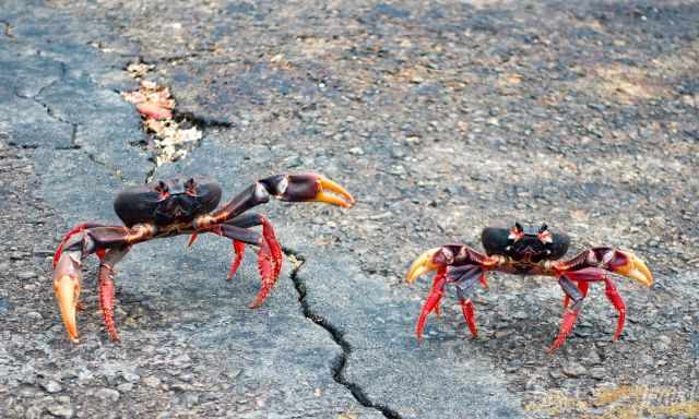 Two crabs on the road