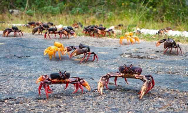 Black-red coloured land crabs crossing the road