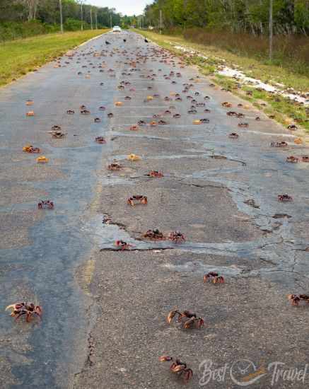 The entire road is dotted with crabs